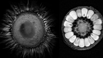 sunflower and corn MRI_opt