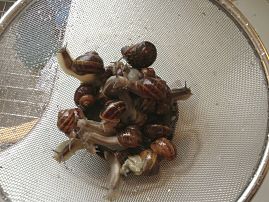 washed snails