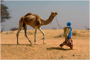 man-with-camel